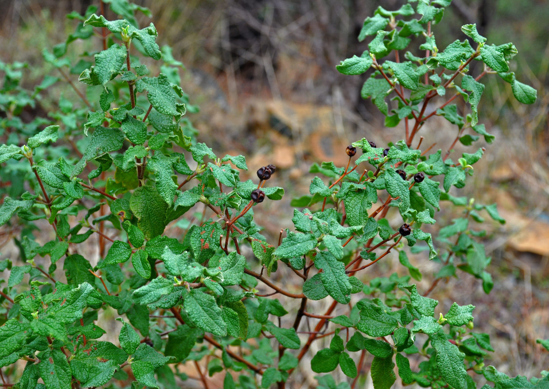 Image of genus Cistus specimen.