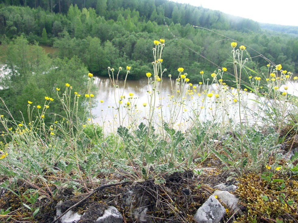 Image of Potentilla sericea specimen.