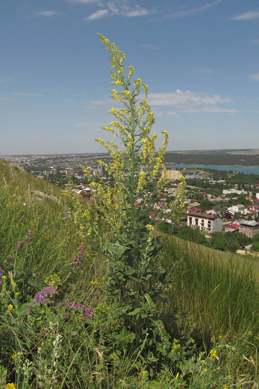 Image of Verbascum lychnitis specimen.