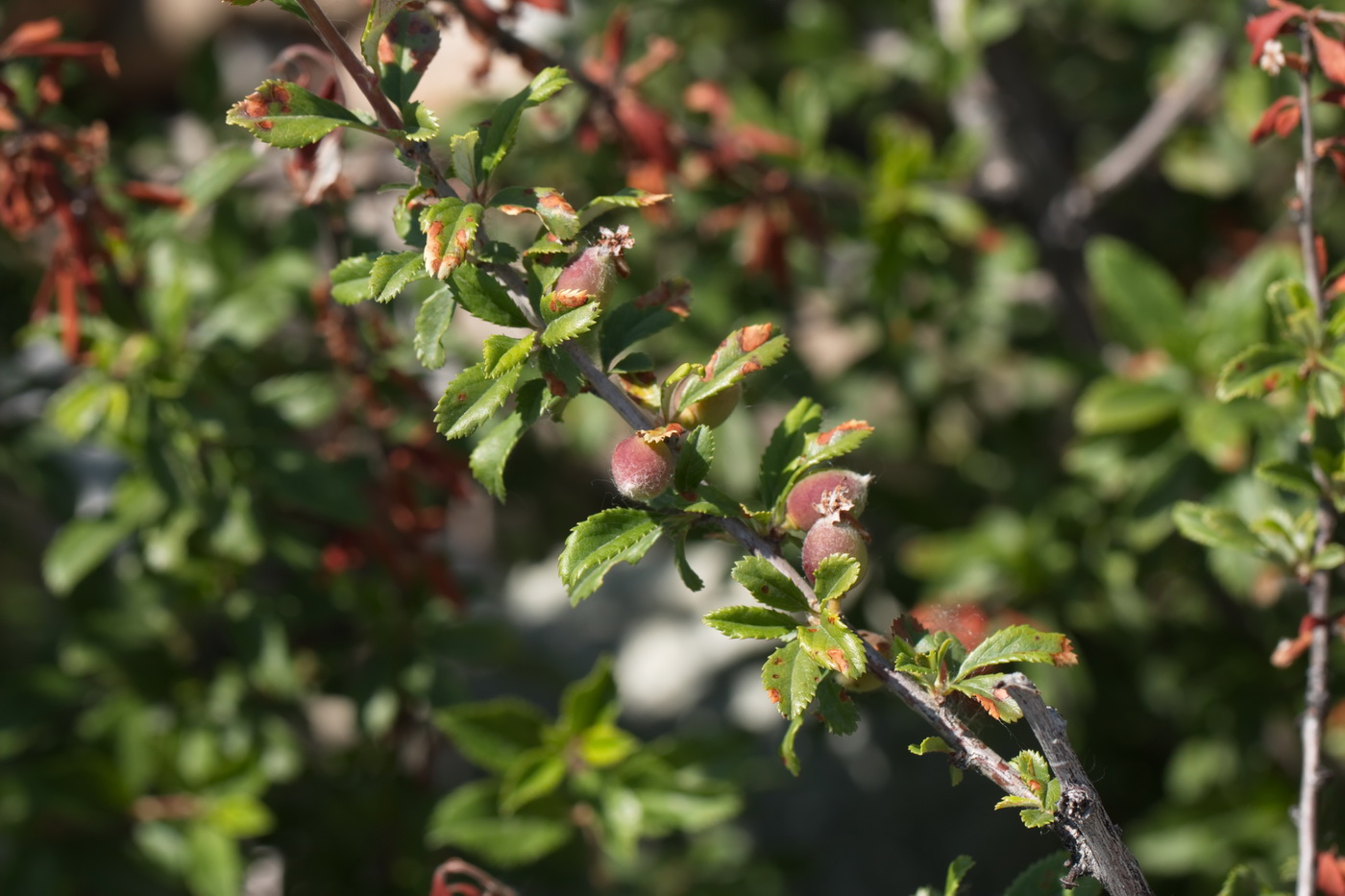 Image of Cerasus erythrocarpa specimen.