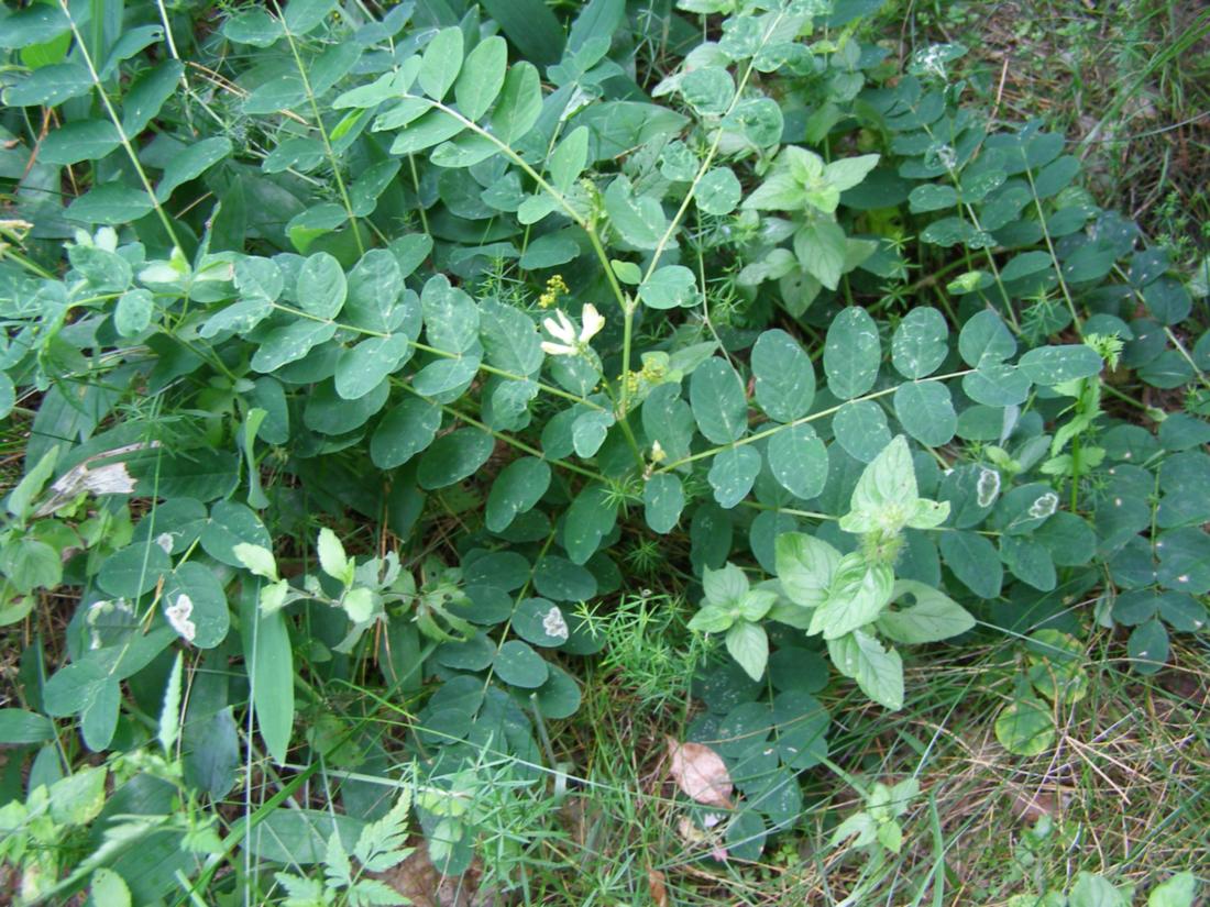 Изображение особи Astragalus glycyphyllos.