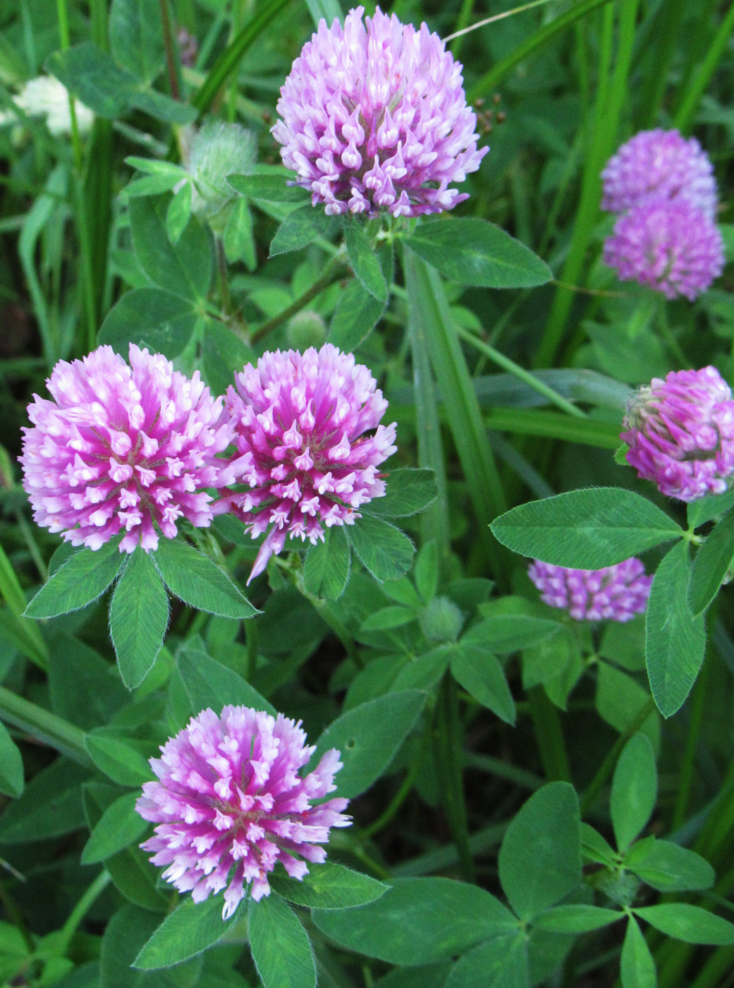 Изображение особи Trifolium pratense.