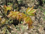 Acer cappadocicum. Верхушка ветви с молодыми листьями. Дагестан, окр. г. Дербент, гора Ачигсырт, лес. 23.04.2019.