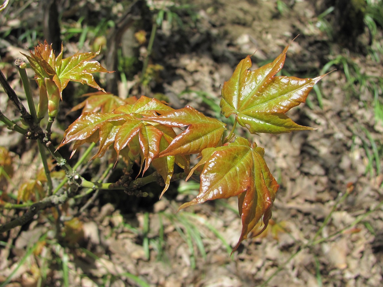 Изображение особи Acer cappadocicum.