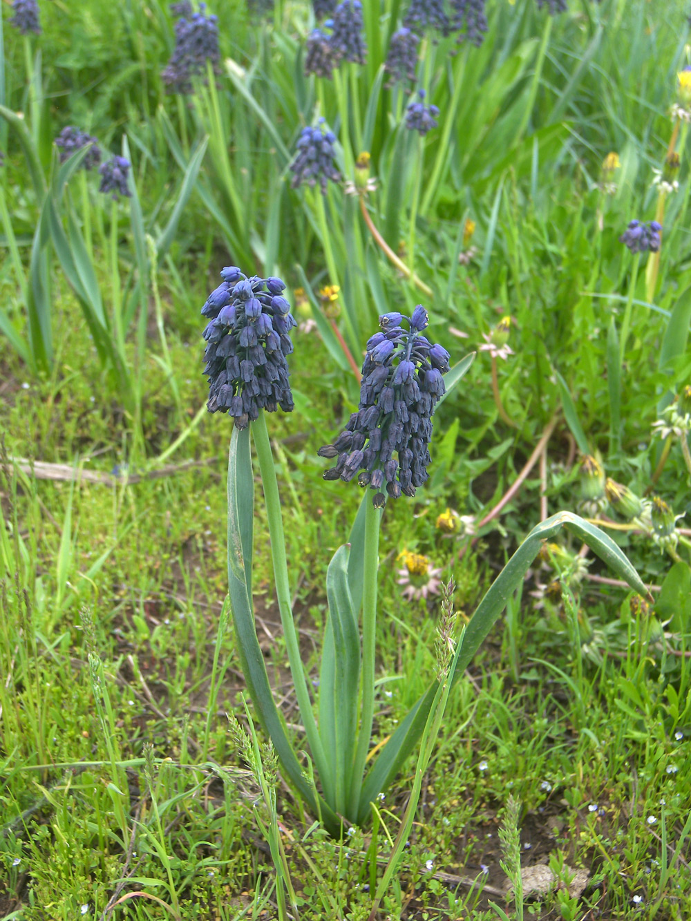 Image of Bellevalia pycnantha specimen.