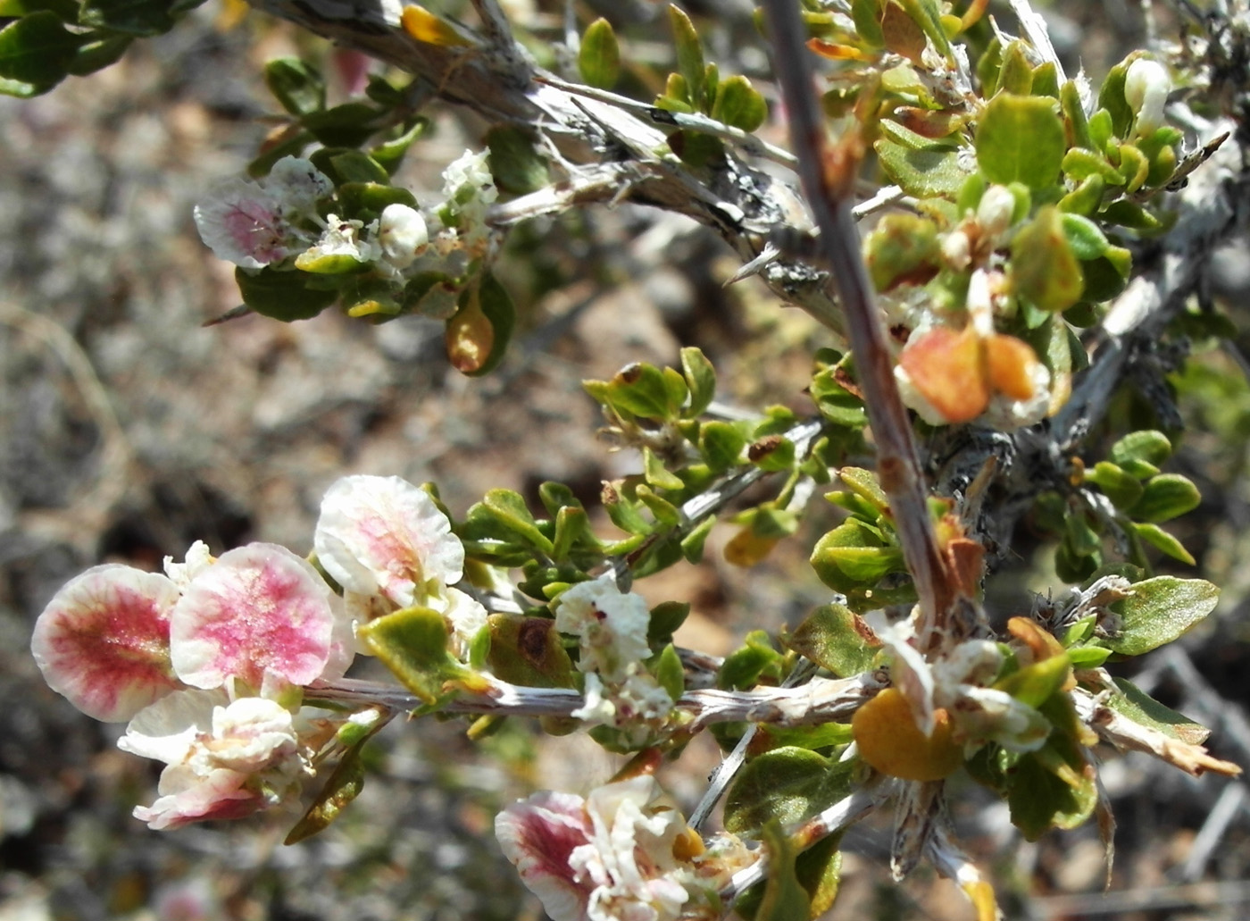 Image of genus Atraphaxis specimen.