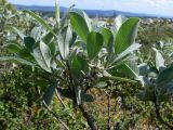 Salix glauca