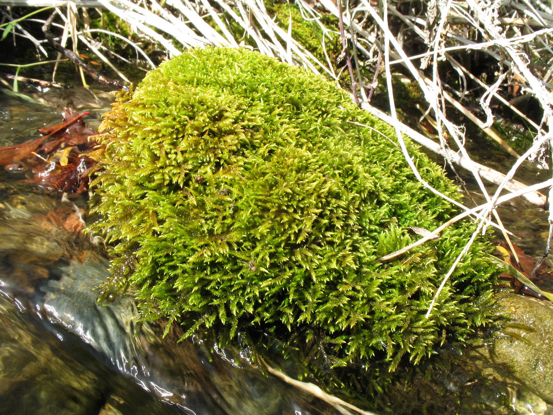 Изображение особи класс Bryopsida.