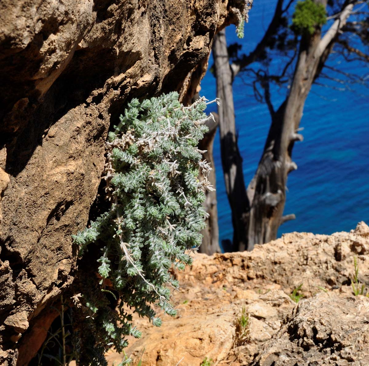 Image of Galium canum specimen.