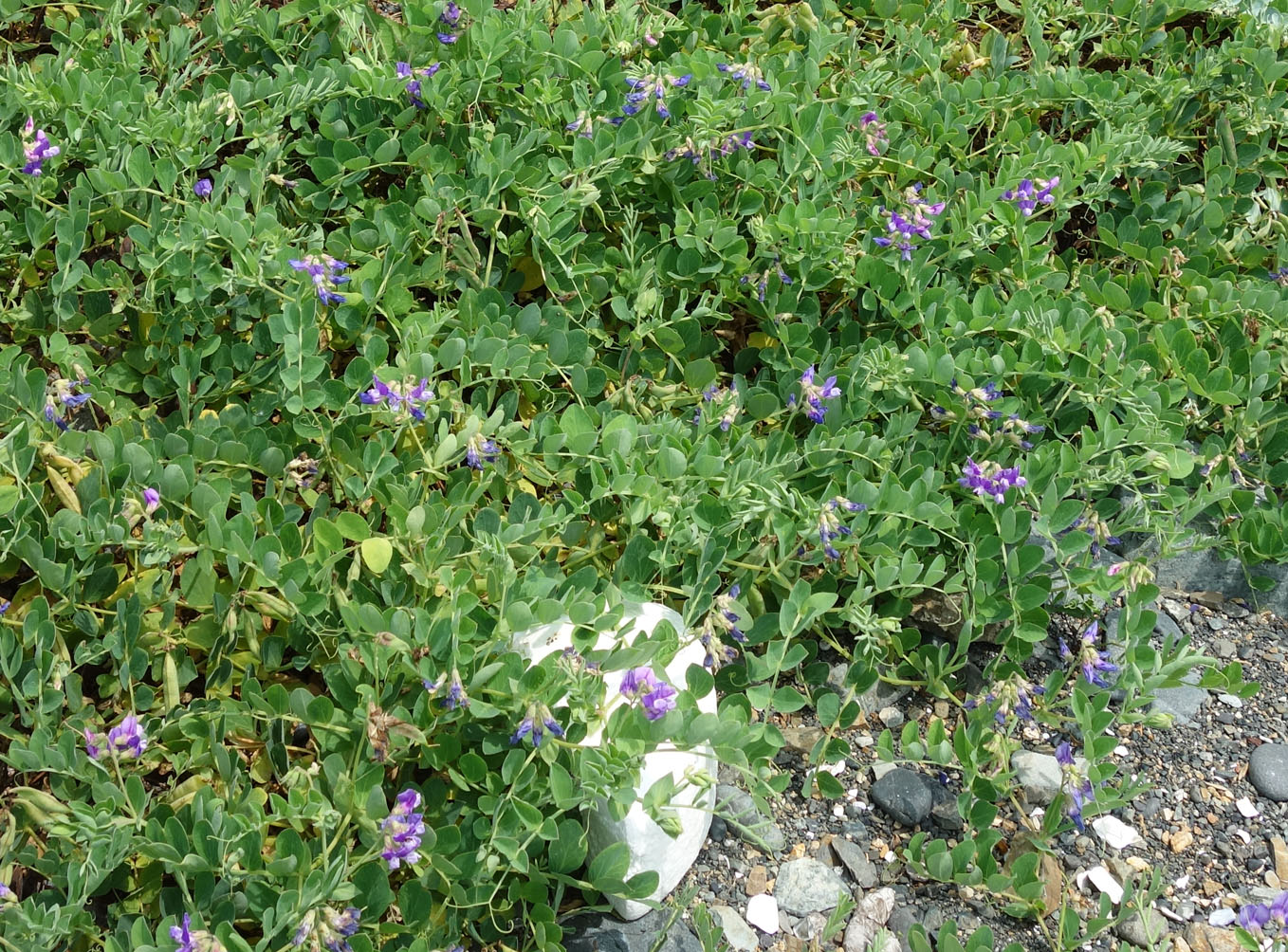 Изображение особи Lathyrus japonicus.