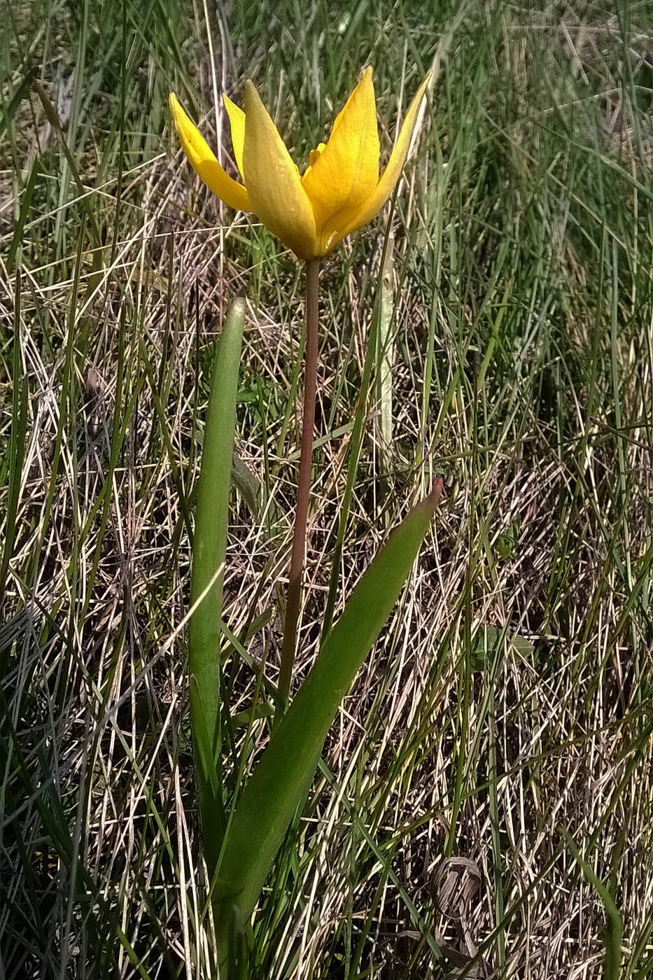 Image of Tulipa biebersteiniana specimen.