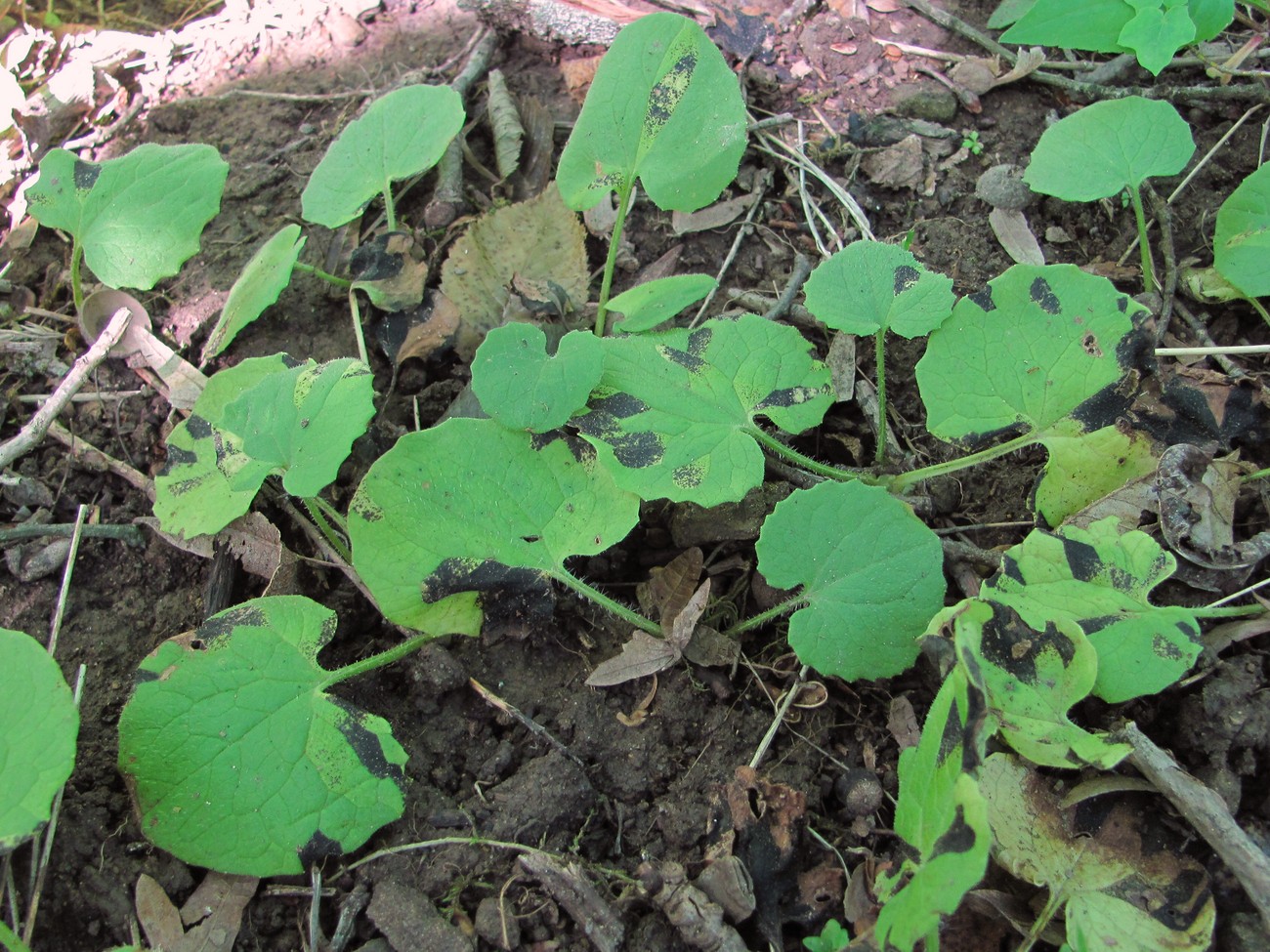 Image of Doronicum orientale specimen.