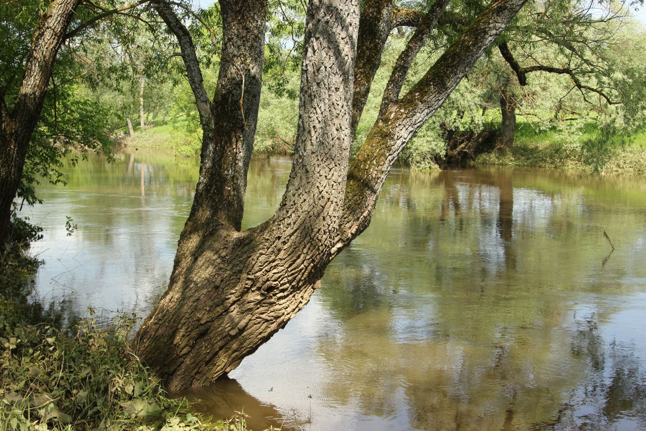 Image of genus Salix specimen.