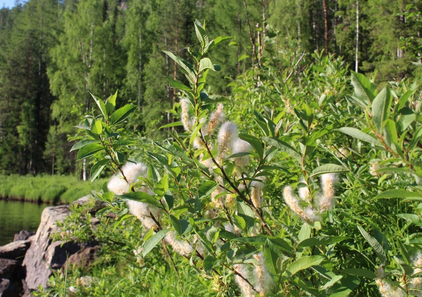 Изображение особи Salix hastata.