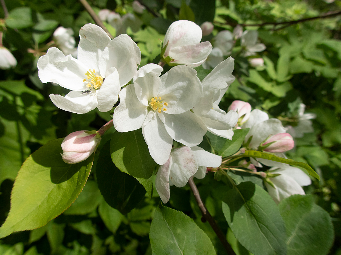 Изображение особи род Malus.