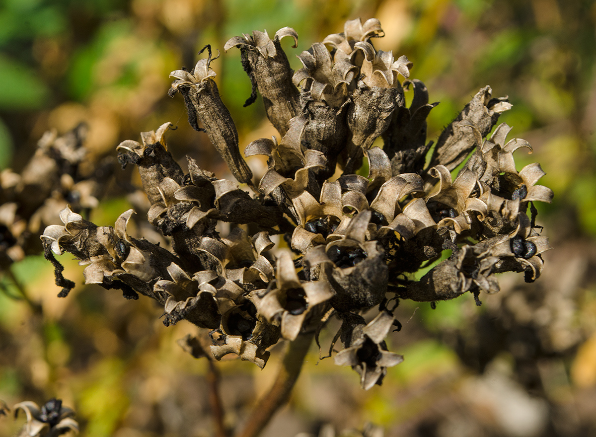 Image of Saponaria officinalis specimen.