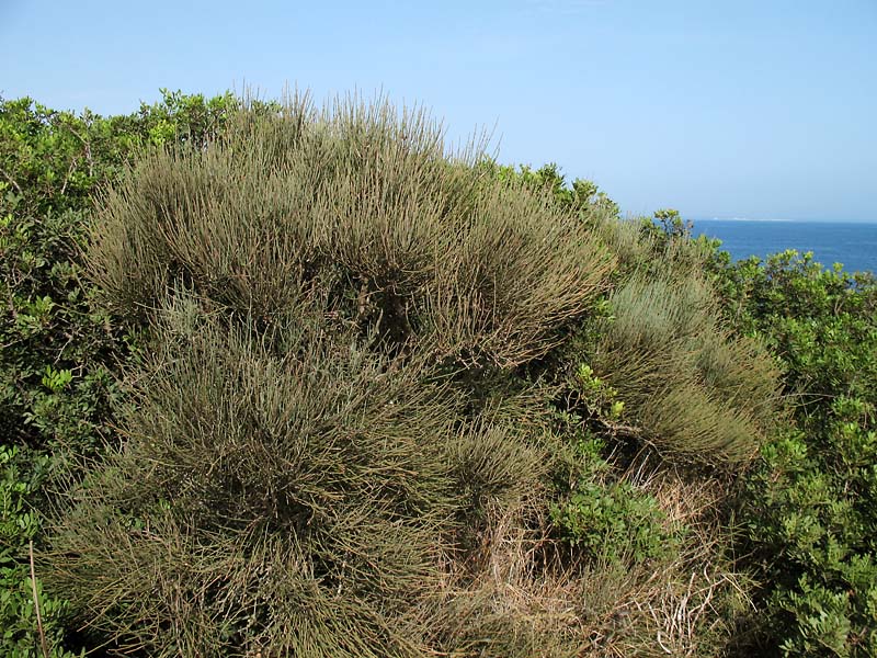 Image of Ephedra fragilis specimen.