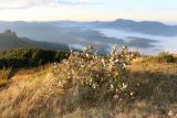 genus Sorbus. Плодоносящее растение. Краснодарский край, Туапсинский р-н, гора Семашхо (1035 м), горный луг. 04.10.2020.