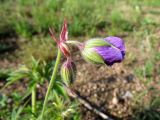 Geranium pratense подвид sergievskajae. Верхушка побега с бутонами. Хакасия, Ширинский р-н, с. Ефремкино, во дворе дома. 08.07.2020.