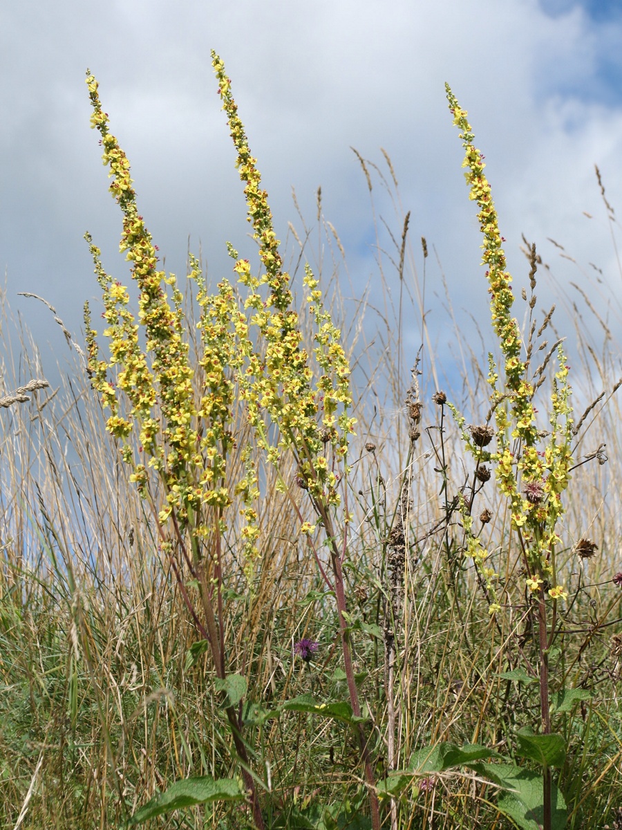 Изображение особи Verbascum nigrum.