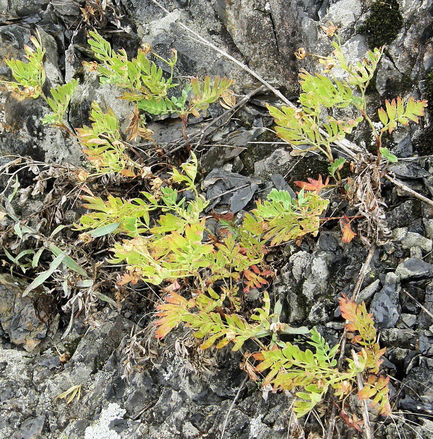 Image of Potentilla semiglabra specimen.