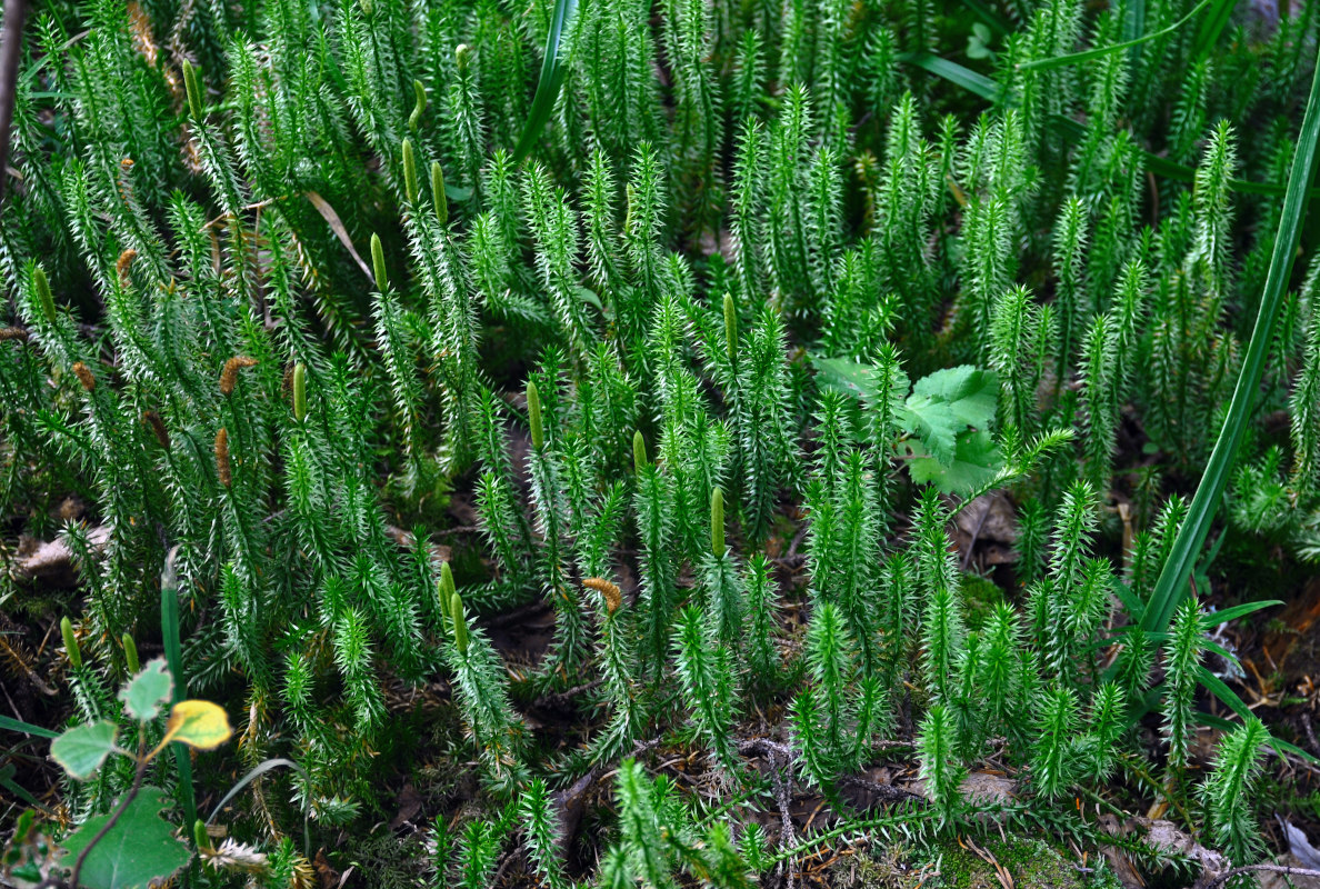 Image of Lycopodium annotinum specimen.