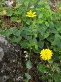 Blackstonia perfoliata