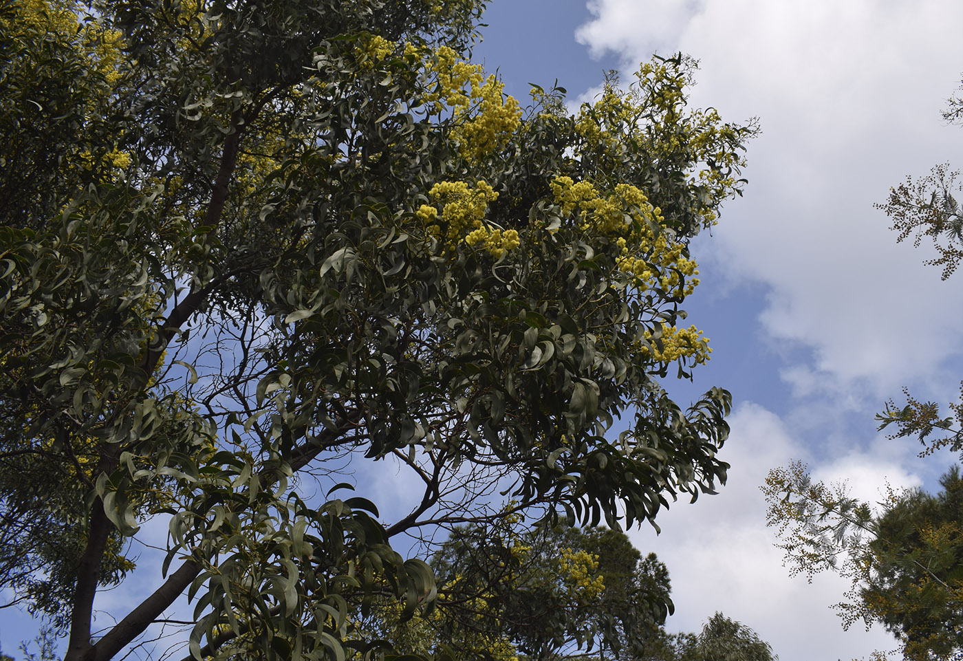 Image of Acacia pycnantha specimen.