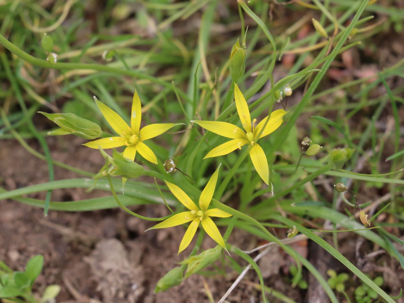 Image of Gagea graminifolia specimen.