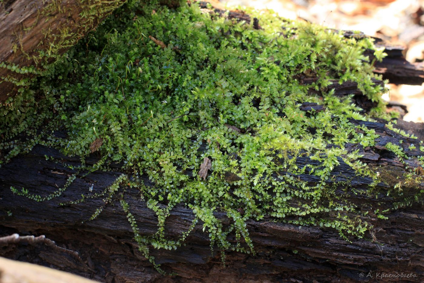 Image of Plagiomnium cuspidatum specimen.