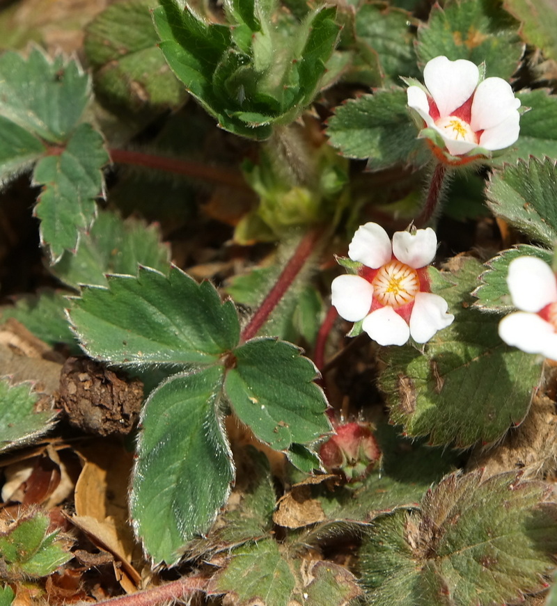 Изображение особи Potentilla micrantha.