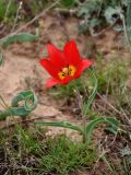 Tulipa suaveolens. Цветущее растение. Калмыкия, Яшкульский р-н, окр. пос. Яшкуль, степь. 18.04.2021.