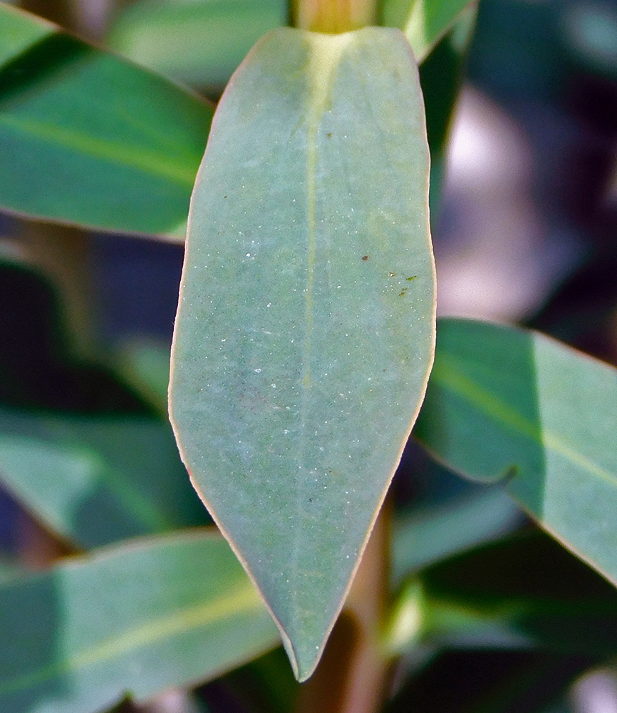 Image of Euphorbia stepposa specimen.