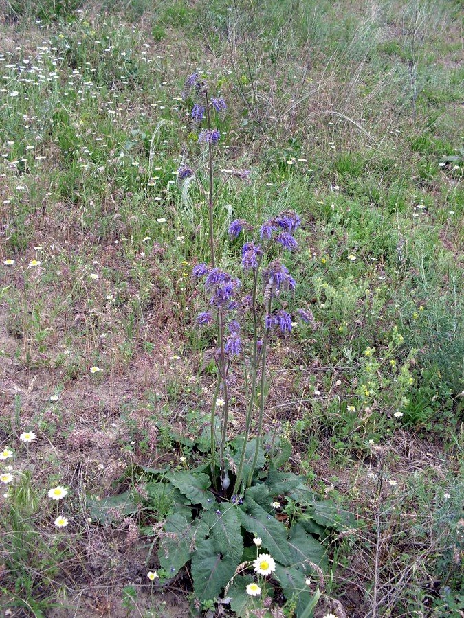 Image of Salvia nutans specimen.