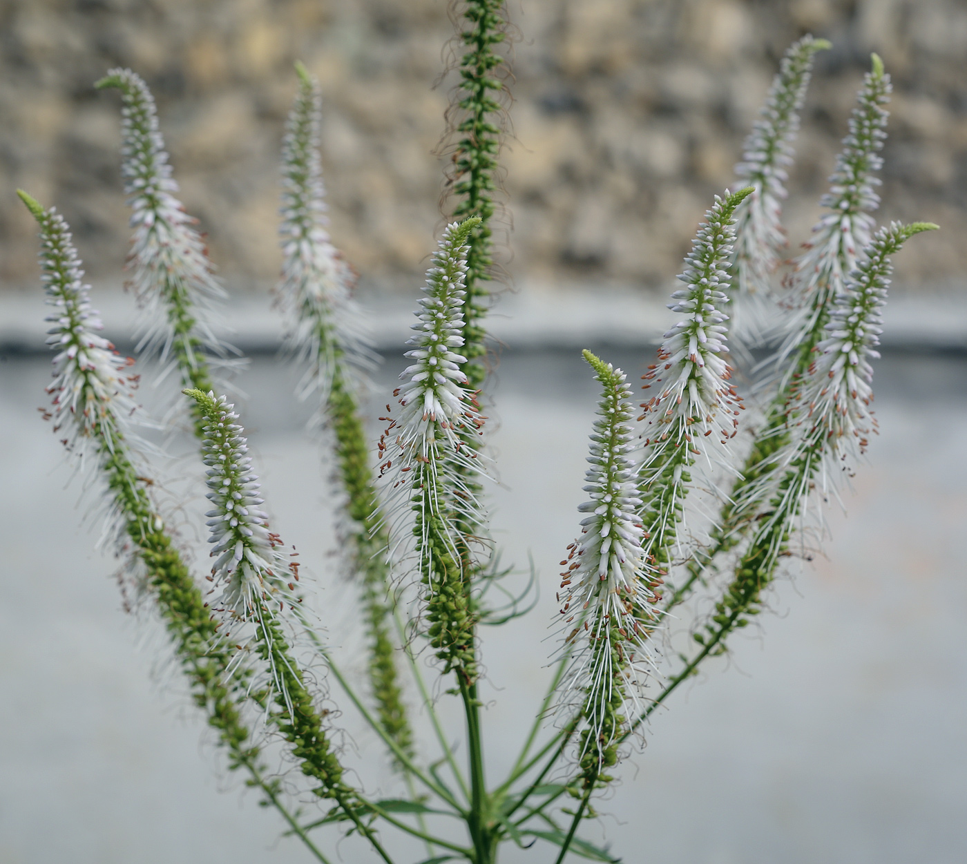 Image of Veronicastrum virginicum specimen.