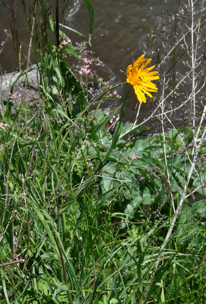 Изображение особи Tragopogon altaicus.