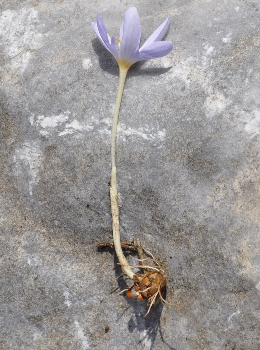 Image of Crocus pulchellus specimen.