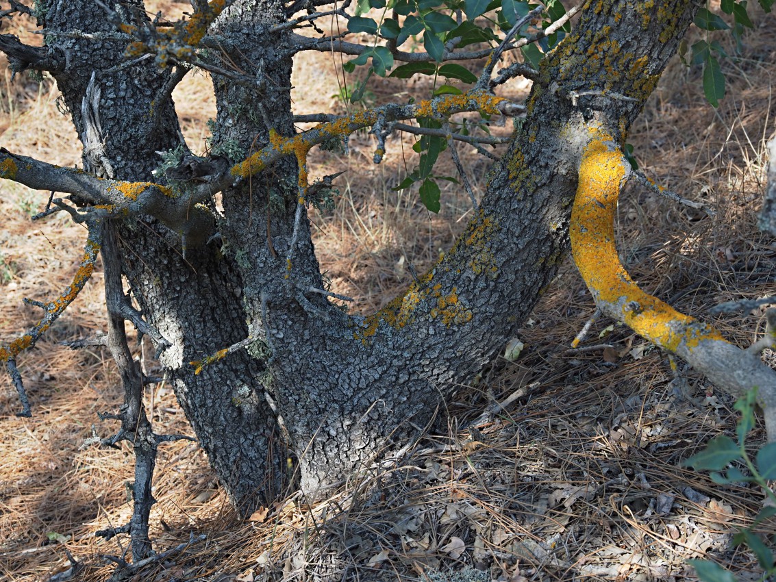 Image of Pistacia mutica specimen.