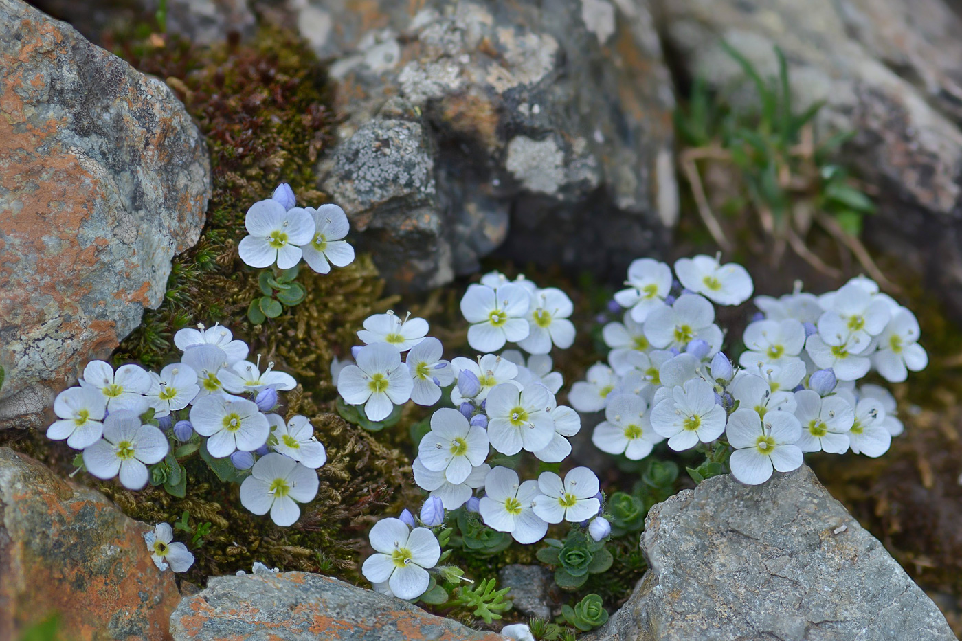 Image of Veronica glareosa specimen.