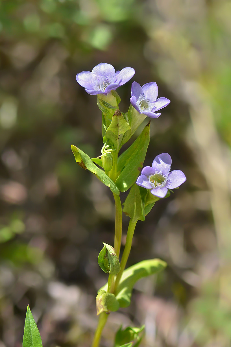 Image of Gentianella caucasea specimen.