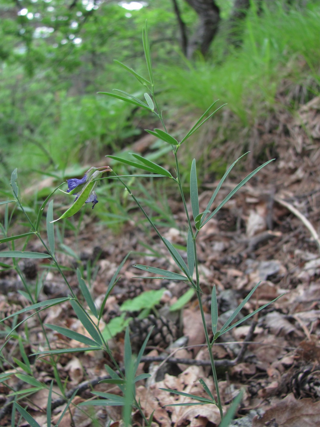 Изображение особи Lathyrus cyaneus.