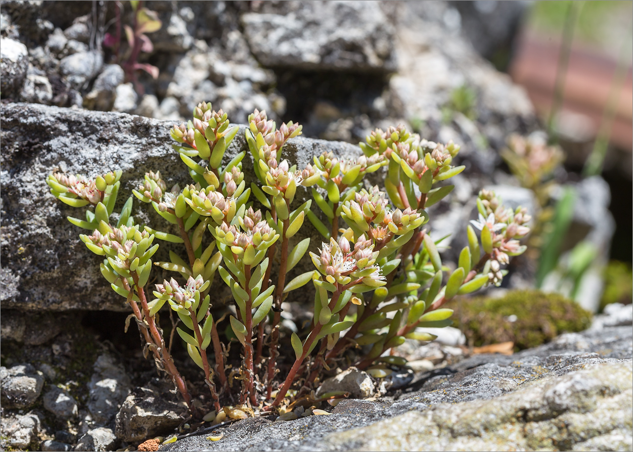 Image of Sedum gracile specimen.