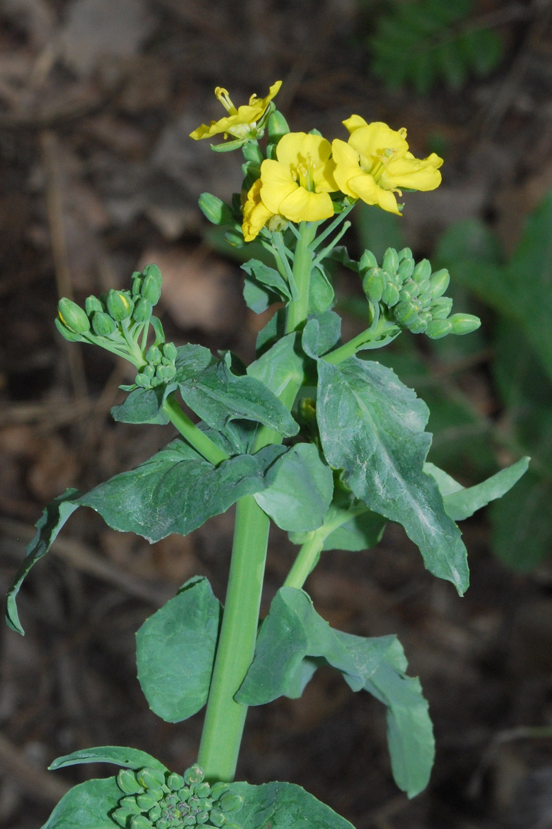 Изображение особи Brassica campestris.