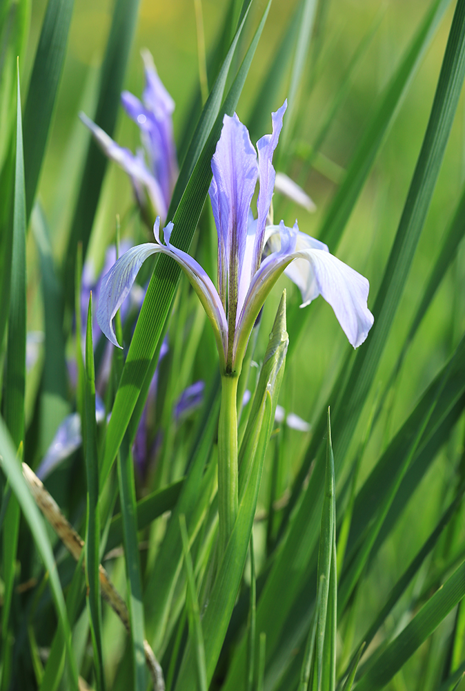Image of Iris oxypetala specimen.
