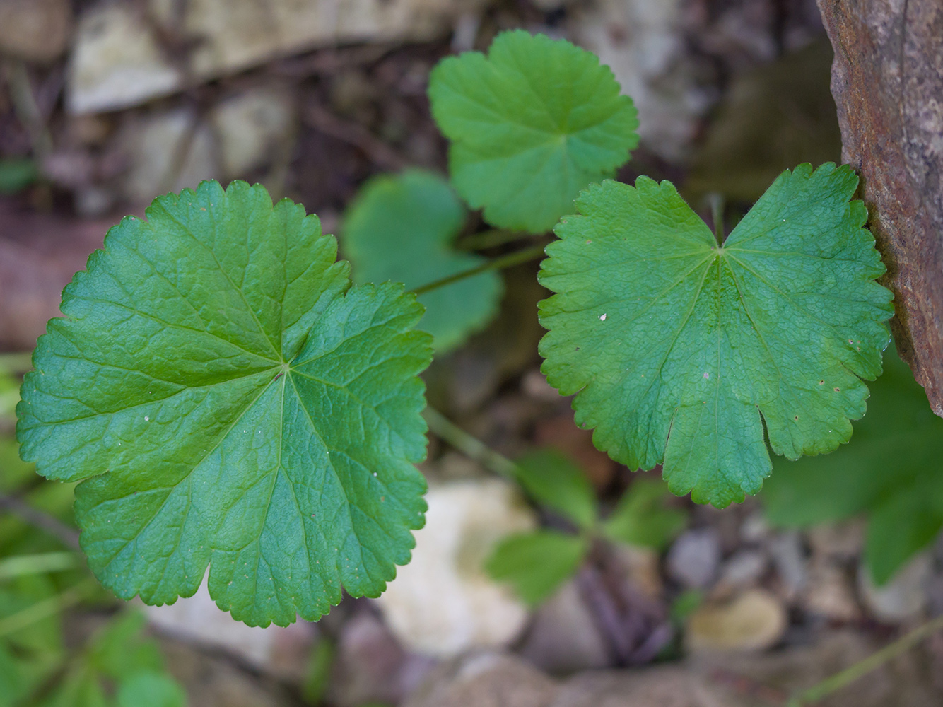 Изображение особи Pimpinella tripartita.