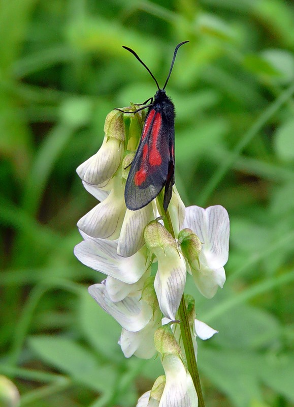 Image of Vicia sylvatica specimen.