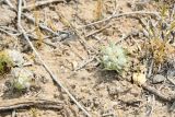 Cymbolaena griffithii. Вегетирующие растения. Узбекистан, Бухарская обл, окр. оз. Тудакуль, закрепленные пески. 4 мая 2022 г.