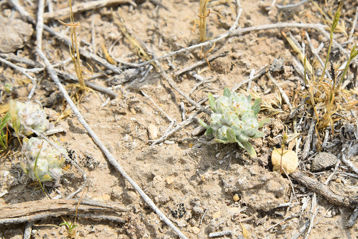 Image of Cymbolaena griffithii specimen.