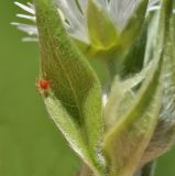 Fimbripetalum radians