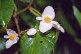 genus Begonia. Цветок. Уганда, горы Рувензори, высота 2000 м н.у.м., дождевой лес. 29.01.2005.